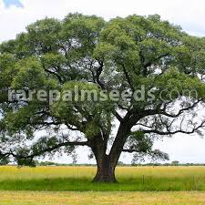Image result for Sclerocarya birrea