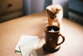 Feelings Cat Coffee Some Beautiful Pictures Animal Photography