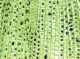 The rigid exterior around the cells is necessary to allow the plants to list three structures that are found in plant cells but not in animal cells. Biomimicry A Soft 3d Printed Seat Inspired By Plant Cell Structures Solidsmack Plant Cell Picture Plant Cell Plant Cell Structure