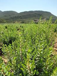 Image result for Buchnera lastii