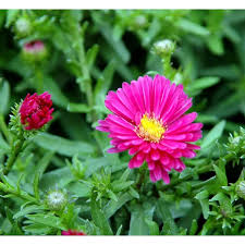 Image result for Asters `Jenny