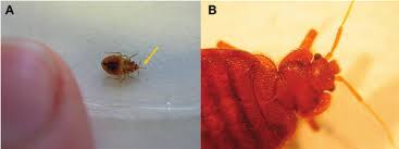 Image result for Cimex Lectularius L