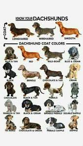 Pin By Beth Goetze On Dog Stuff Dachshund Breed Dachshund Puppies Dachshund Love