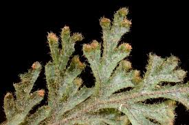 Image result for Hymenophyllum splendidum