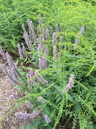 V zimním období se doporučuje ochrana proti mrazu. Giant Hyssop Agastache Ag Ah Stak Ee Deciduous Perennial In The Lamiaceae Family Why Can T I Purchase Named Cultivars Agastache Apricot Sunrise Agastache Arizona Sandstone Agastache Arizona Sun Agastache Arizona Sunset Agastache