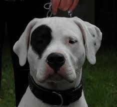 Dogo Argentino Korsan Asalet Dog Breeds American Bulldog Mans Best Friend