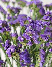 Statice Wonderland Botanicals Hardy Perennials Perennial Flowering Plants Botanical
