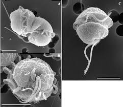 Image result for Dissotis falcipila