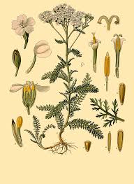 Image result for Achillea millefolium