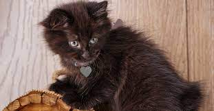 Black cat pictures cats crazy cats cute animals animals black kitten crazy cat lady feline cat pics. What Are The Types Of Black Cat Breeds Petfinder