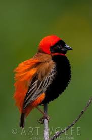 Serengeti National Park Tanzania Beautiful Birds Wild Birds Nature Birds