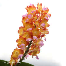 Skip to main content we use cookies for marketing and advertising purposes, and to provide the best experience on our website. Hanging Rhynchorides Bangkok Sunset X Ascocenda Wilas Seasonal Toh Garden Singapore Orchid Plant Flower Grower