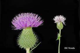 Control of russian thistle can be accomplished manually, by chemicals or by planting crops. Spring Control Of Canada Thistle Now Is The Time Integrated Crop Management