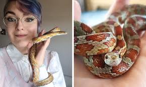Pet Tales: Ember the corn snake who loves her Aberdeen home