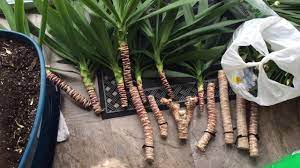 He then used some of the pruned pieces to strike cuttings for other parts of the. Yucca Cutting Pruning And Clones Youtube
