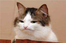 This Is The Picture I Text To Someone Who Doesn T Answer My Call Funny Cats And Dogs Cats Grumpy Cat