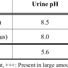 Pdf Inhibition Of Calcium Oxalate Nephrotoxicity With Cymbopogon Schoenanthus Al Ethkher