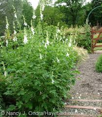 Image result for Ceratotheca sesamoides