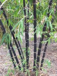 Black Bamboo Plants For Sale Ireland Pin On Bamboo