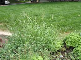 Long and thick lawn grass will keep the sunshine from crabgrass and decrease their natural growth; Ask An Expert Is Crabgrass Making You Crabby Six Tips To Help Usu