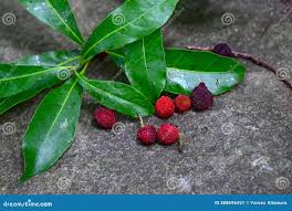 Image result for Myricaceae