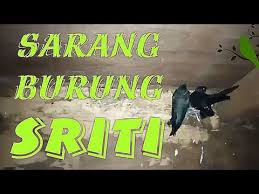 Dilansir dari berbagai sumber berikut ini arti mitos burung masuk rumah menurut primbon. Loteng Rumah Ditempati Burung Sriti Dan Banyak Sarang Burung Sriti Youtube