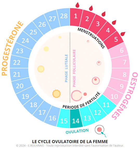 Aménorrhée : Comprendre l'Absence de Règles chez les Femmes
