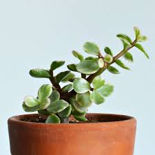Image result for Portulacaria