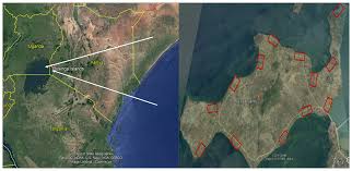 Image result for Megaloprotachne albescens