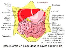 Resultat De Recherche D Images Pour Les Angles De Jonction Du Duodenum