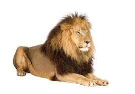 Download 2,100+ royalty free lion face black and white vector images. A Male Lion Lying Against A White Background Stock Photo Lion Pictures Male Lion Lion