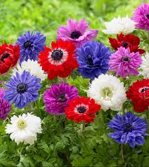 The presence of flowers has a great impact on the state of mind and emotions. 100 Different Types Of Flowers And Their Names Home And Gardens