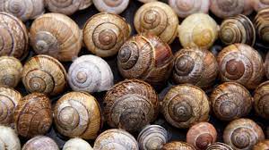 Garden snails are hosts of a parasite called angiostrongylus vasorum that is known to cause lungworm infections in dogs. How A Garden Snail Can Kill Your Dog Vetchat