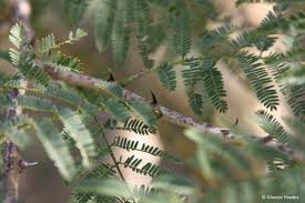 Image result for Acacia polyacantha