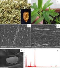 Image result for Stylosanthes guianensis