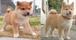 Is The Mini Shiba Inu A Good Idea Or A Breeding Disaster