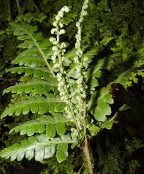 Image result for Anemia angolensis