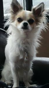 Every home is different and so is every dog. My Chiko Mixed Apple Head Dear Head Long Hair Chihuahua Dog Breeds Chihuahua Chihuahua Love