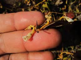 Image result for Cuscuta hyalina