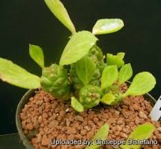 Image result for Monadenium rugosum