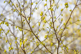 21 Arbres Et Arbustes Qui Attirent Les Oiseaux Dans Le Jardin