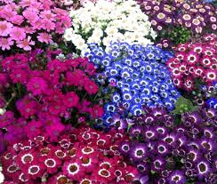 Image result for Cineraria pinnata