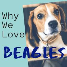 Download 5 Reasons Why Beagles Are Perfect Pethelpful