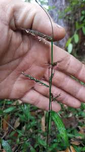 Image result for Oplismenus compositus