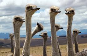 While the huge ostrich is a bird, it does not fly. Ostrich Habitat Food Facts Britannica