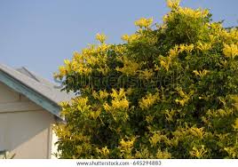 Image result for Tecoma capensis