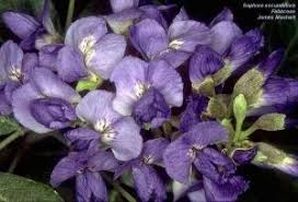 Image result for Sesamum angolense