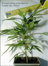 We summarized global mum bonsai trading companies. Bonsai Mums By Oldtimer1 Overgrow Com