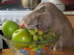 22 Adorable Animals Eating People Food Animal Eating Human Food Cat Work