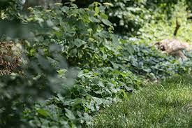 We did not find results for: Plant Native Ground Covers Make America Green Again